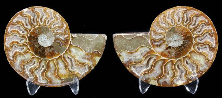 Sliced Fossil Ammonite Pair - Agatized #39602
